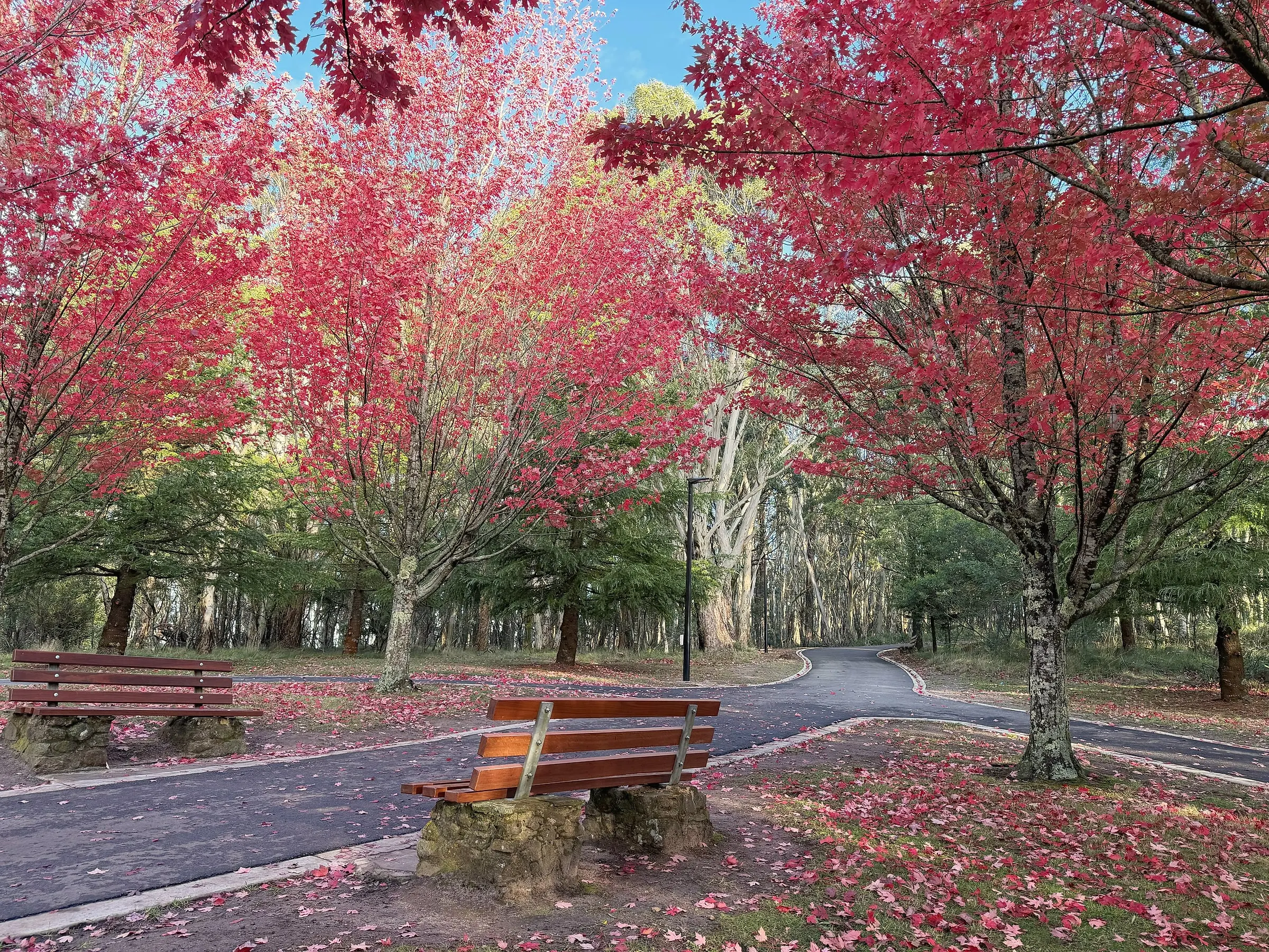 Timber benches beside a curving path beneath red autumn maples, with fallen leaves covering the ground