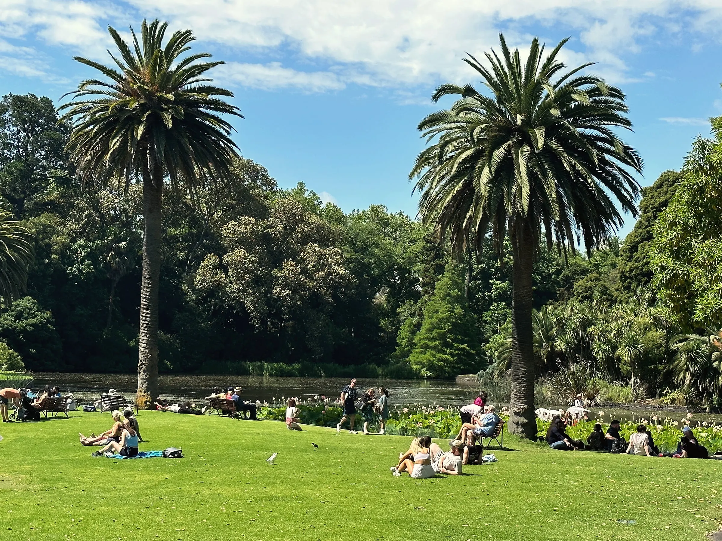 People relaxing on a sunny lawn beside a lake, between two tall palms
