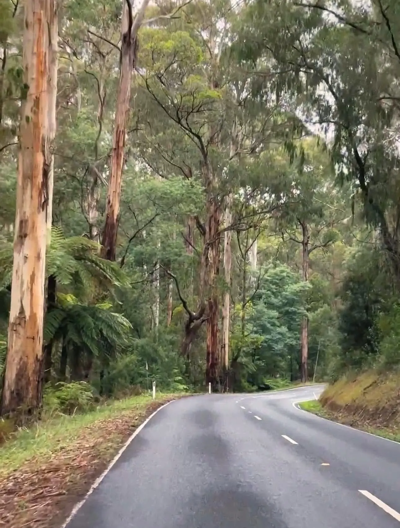 A quiet road winding through tall mountain ash and tree ferns