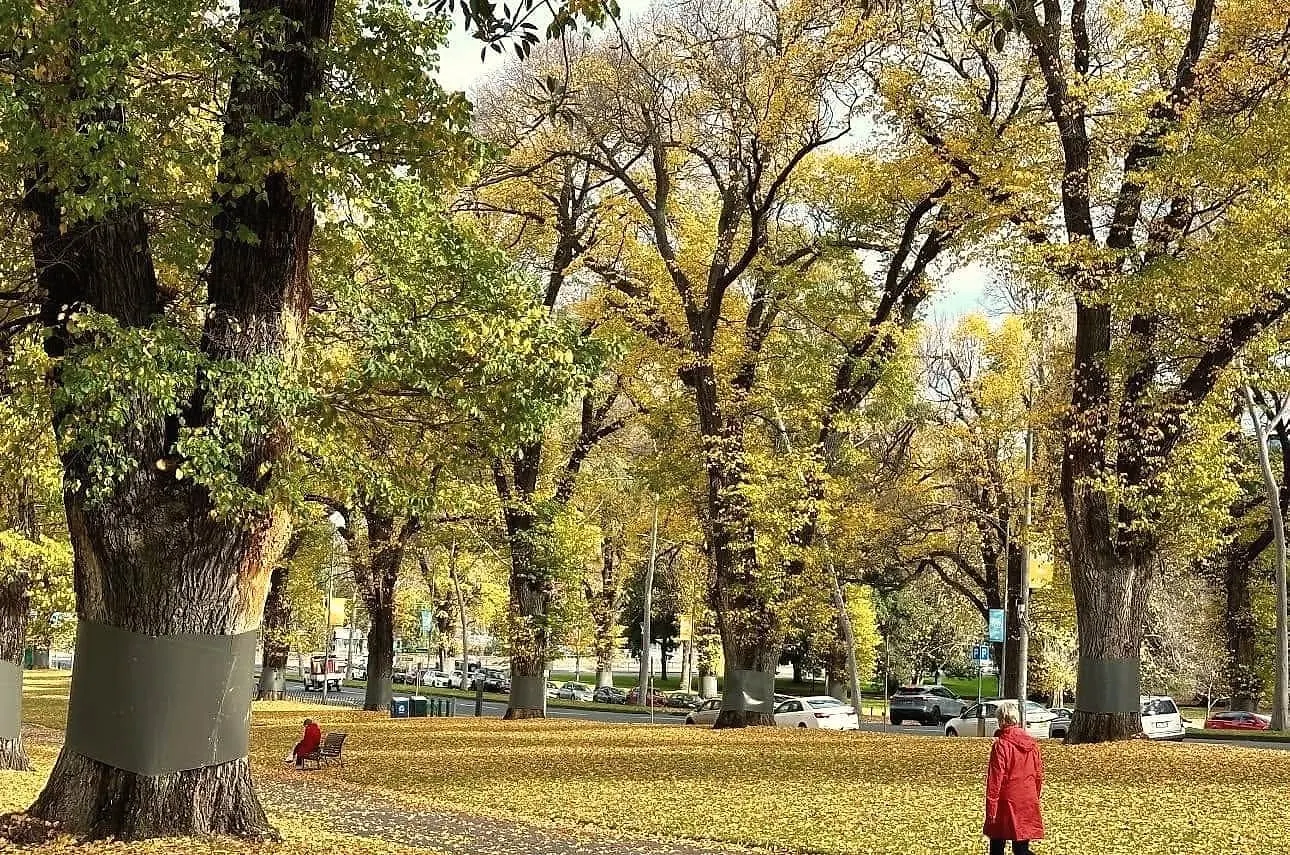 A woman in a red coat walking beneath tall elms in golden autumn leaf, with leaves covering the lawn