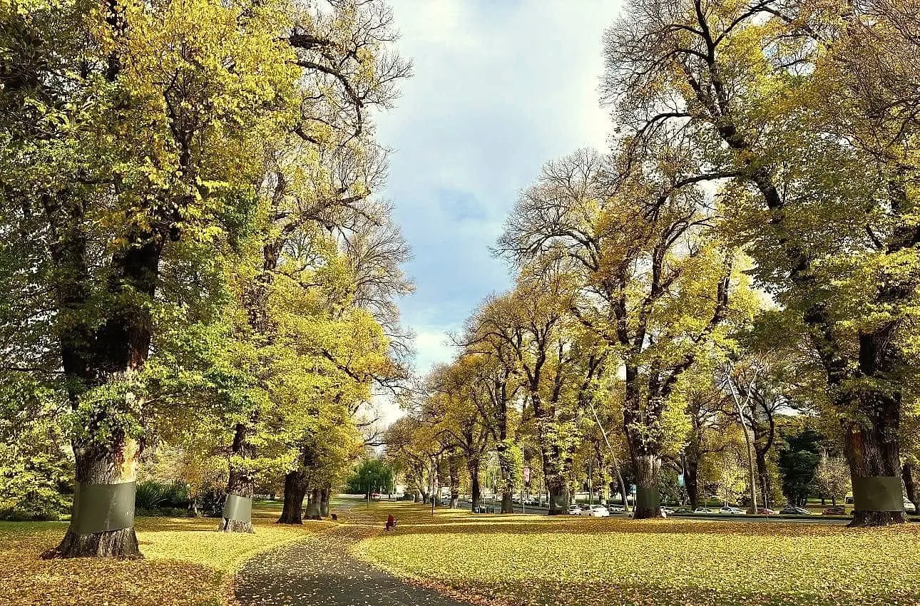 A path curving between tall elms in yellow autumn leaf, with fallen leaves across the lawns