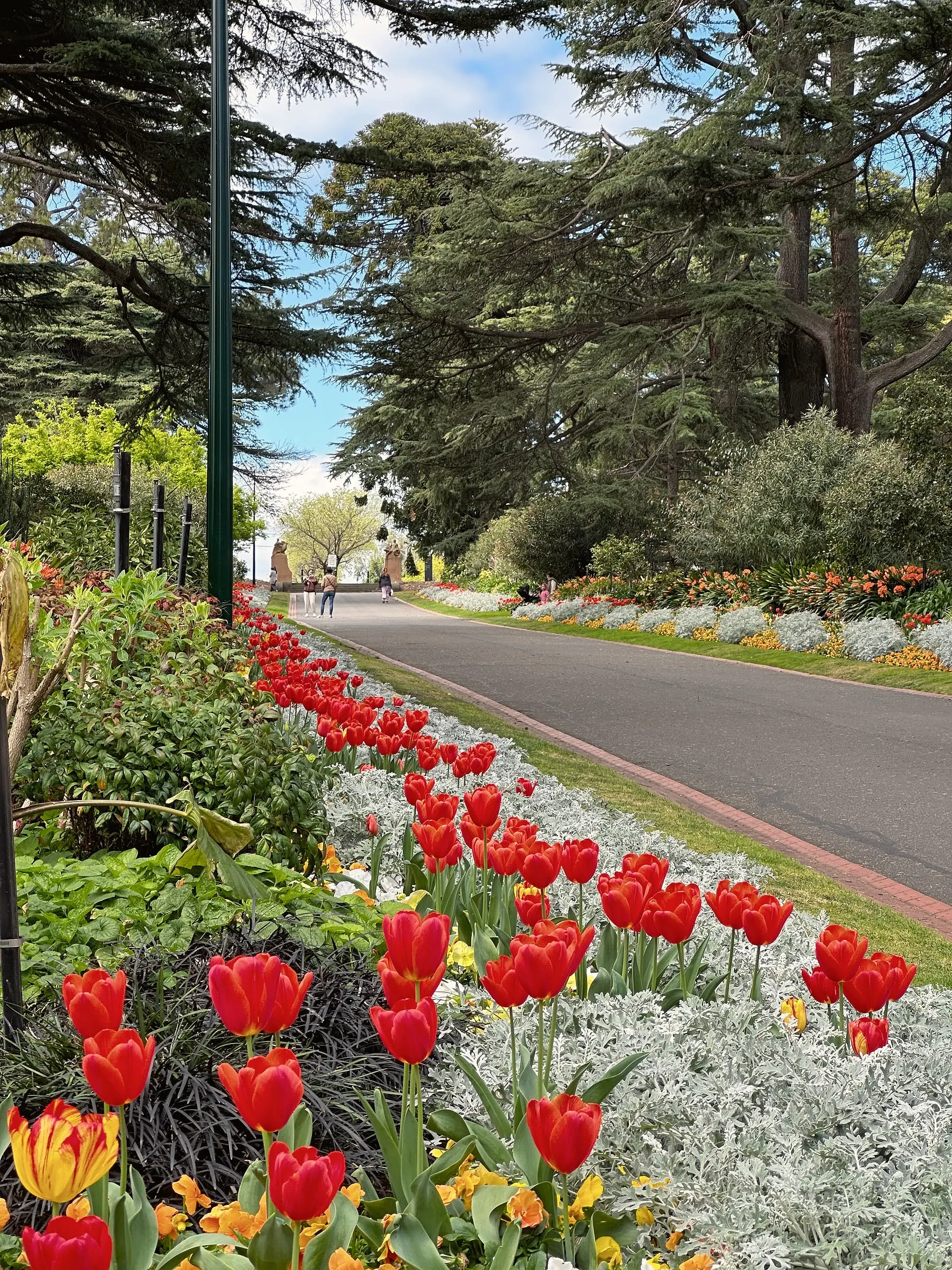 A long border of red tulips and orange pansies curving beside a garden road under tall cedars