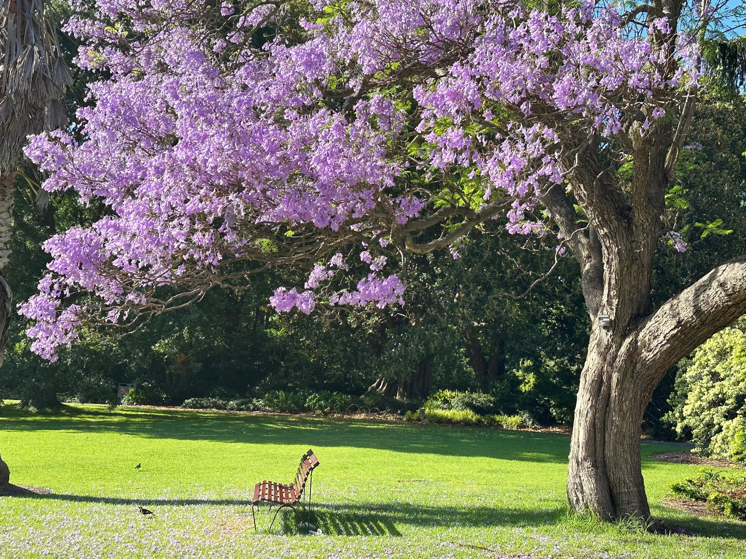 A jacaranda in full purple flower spreading over a lawn, with a single bench in its shade
