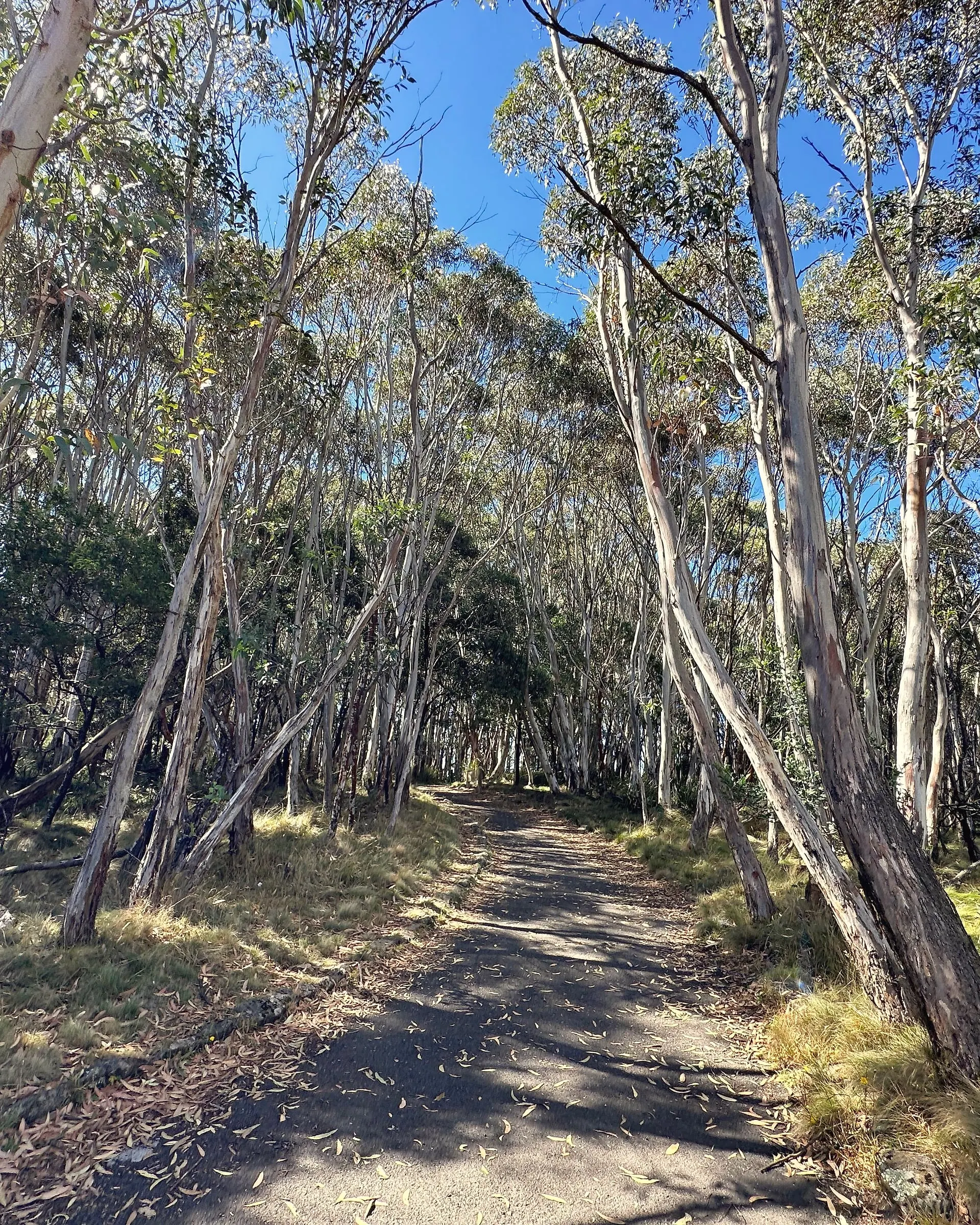A walking track through tall, pale-trunked gum trees on Mount Macedon