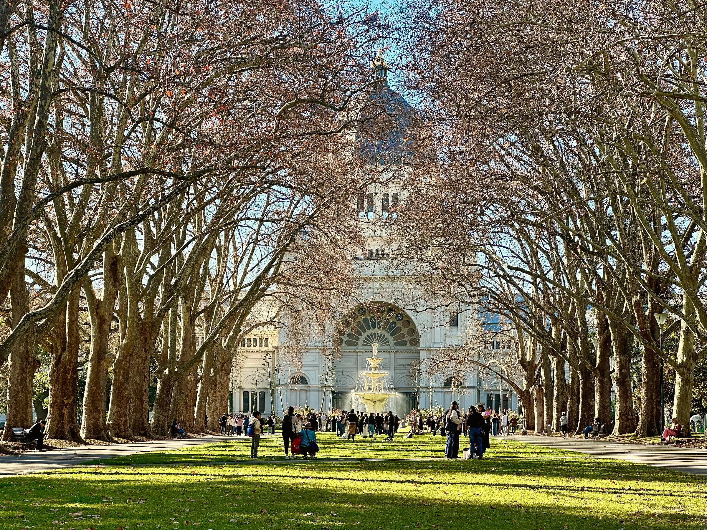 An avenue of bare winter plane trees leading to the Royal Exhibition Building, with people on the sunny lawn