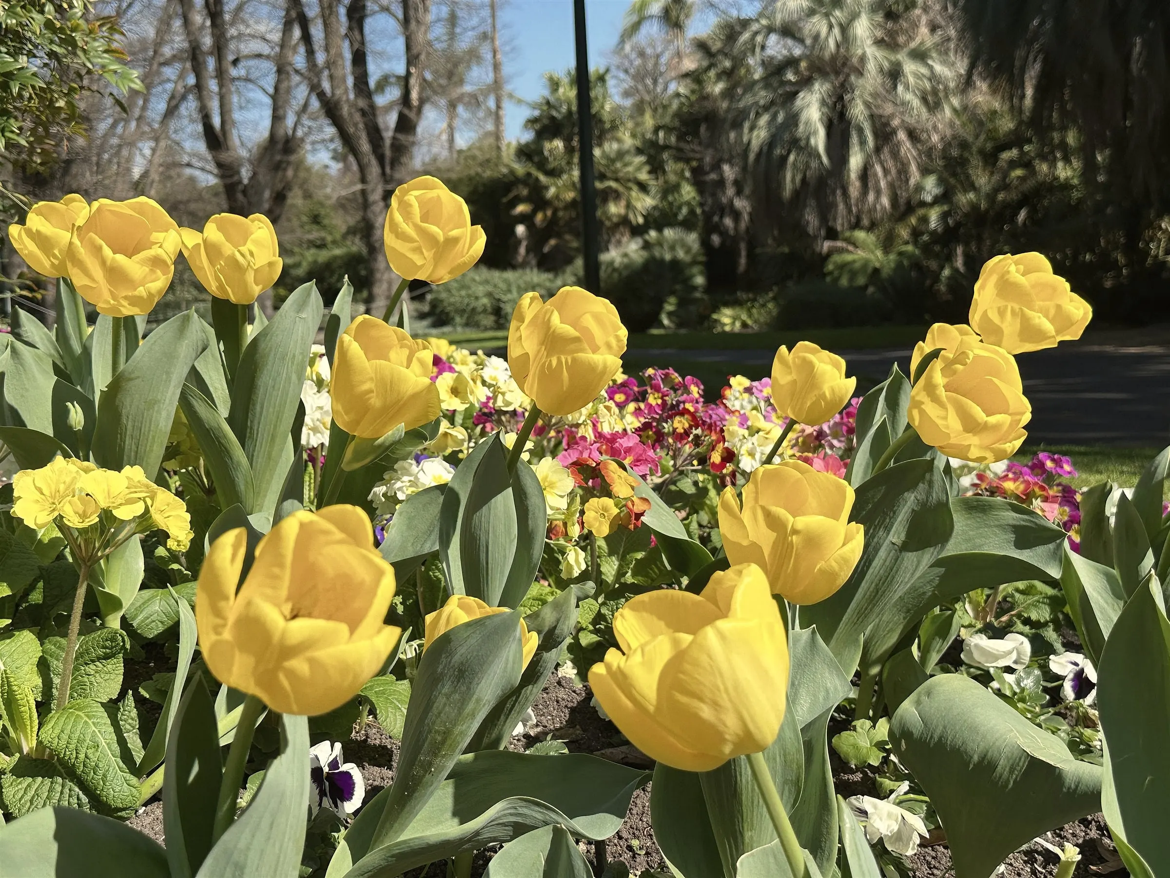 A garden bed of yellow tulips and primulas beneath tall trees
